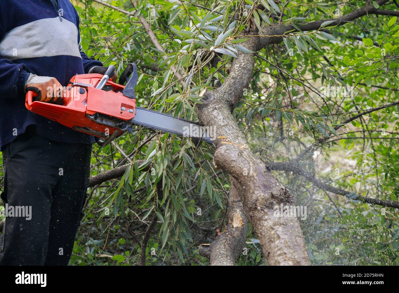 Man cutting trees using a chainsaw after a storm wind broken trees and ...