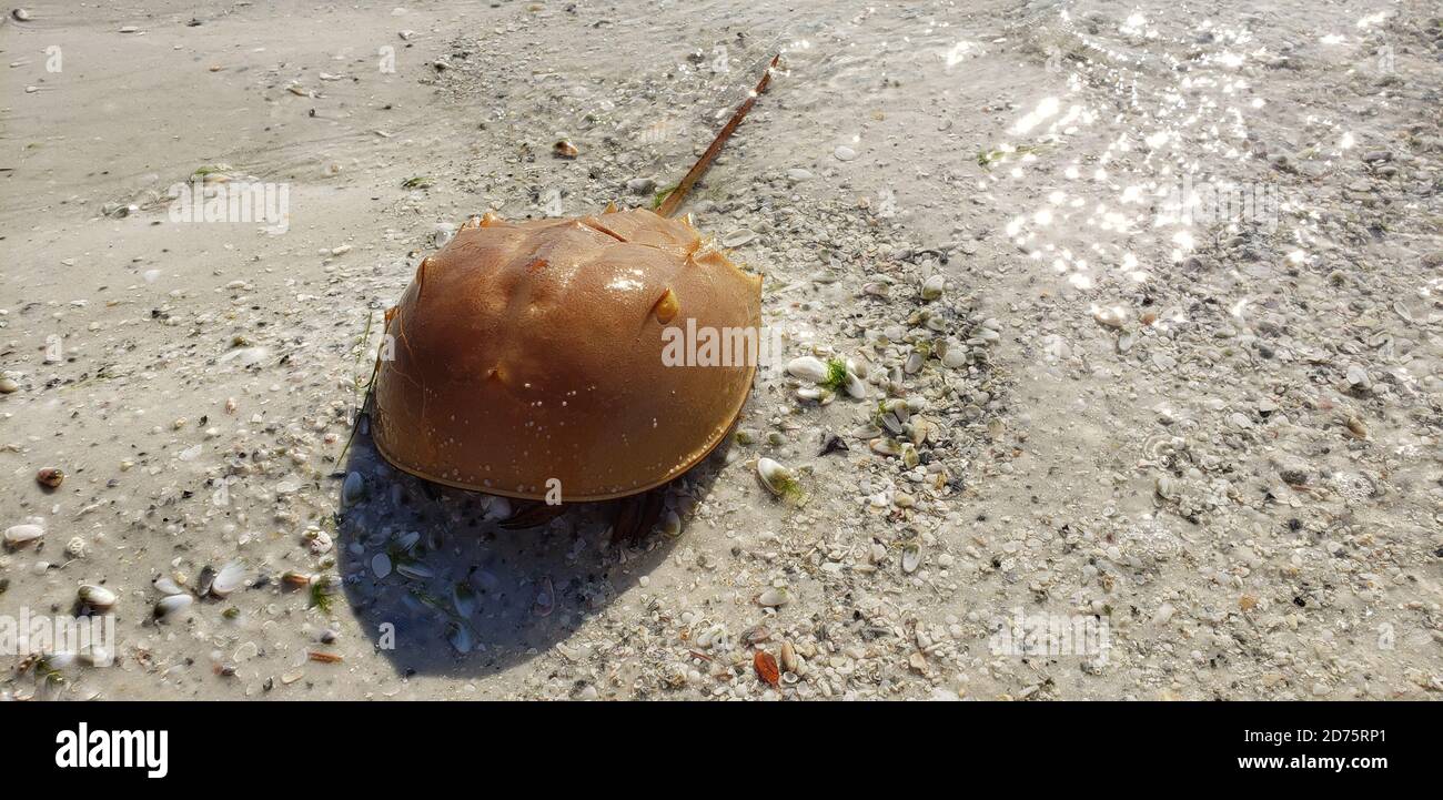 Invertebrate crab horseshoe hires stock photography and images Alamy