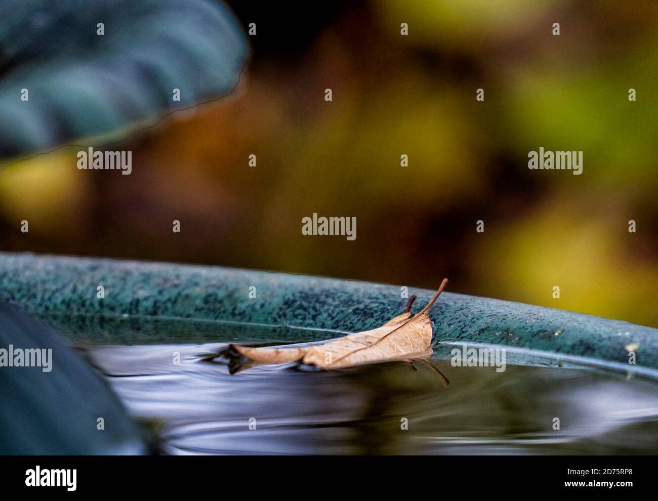 Autumn leaf floating in a backyard fountain Stock Photo - Alamy