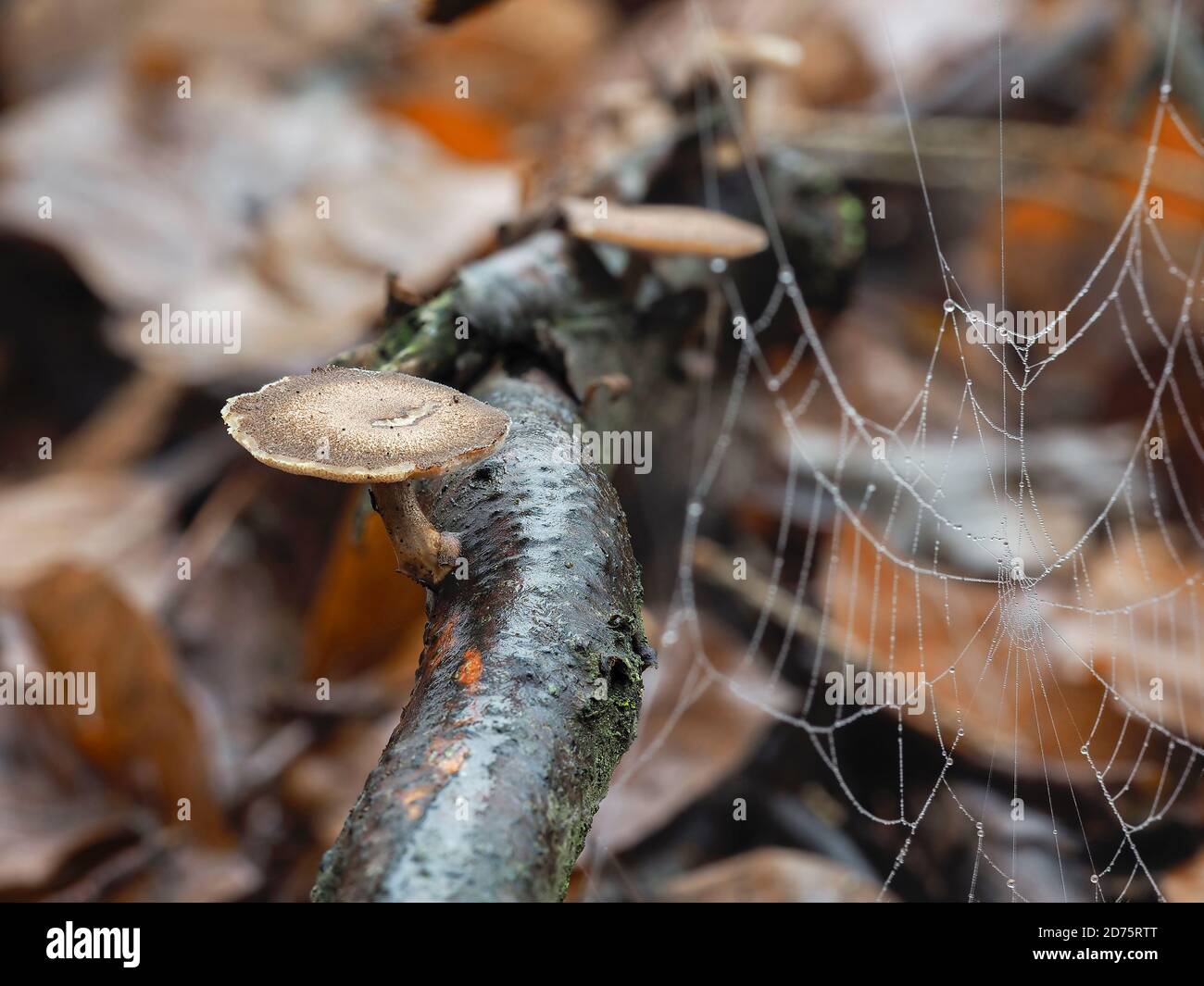The Winter Polypore (Lentinus brumalis) is an inedible mushroom , stacked macro photo Stock Photo