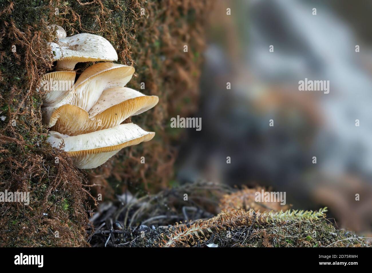 The Lentinus tigrinus is an edible / inedible mushroom , stacked macro photo Stock Photo