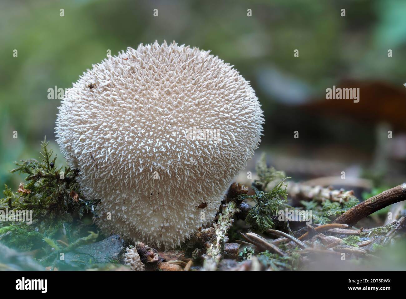 The Lycoperdon umbrinum is an edible puffball mushroom , stacked macro photo Stock Photo