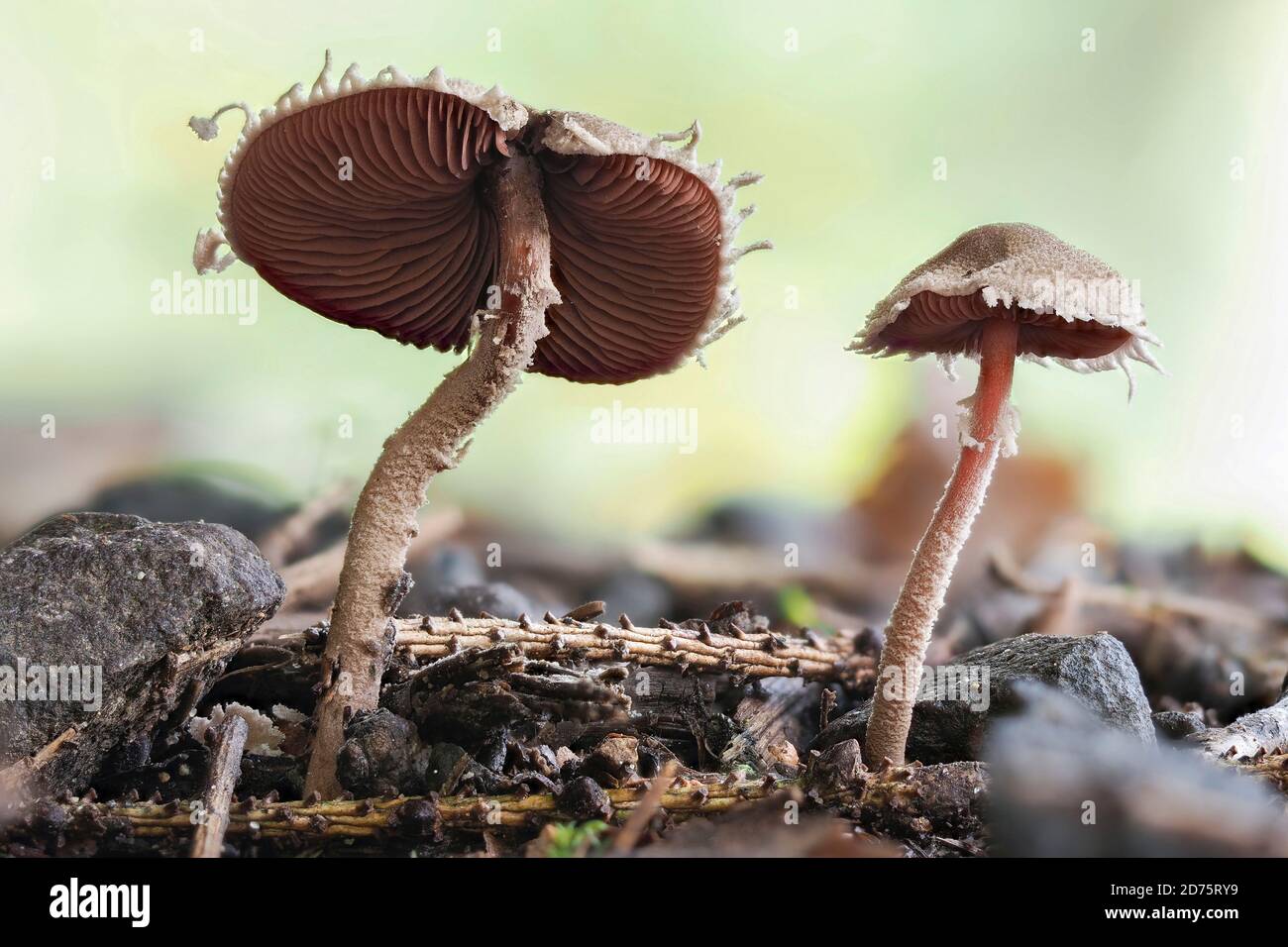 The Redspored Dapperling (Melanophyllum haematospermum) is an inedible mushroom , stacked macro photo Stock Photo