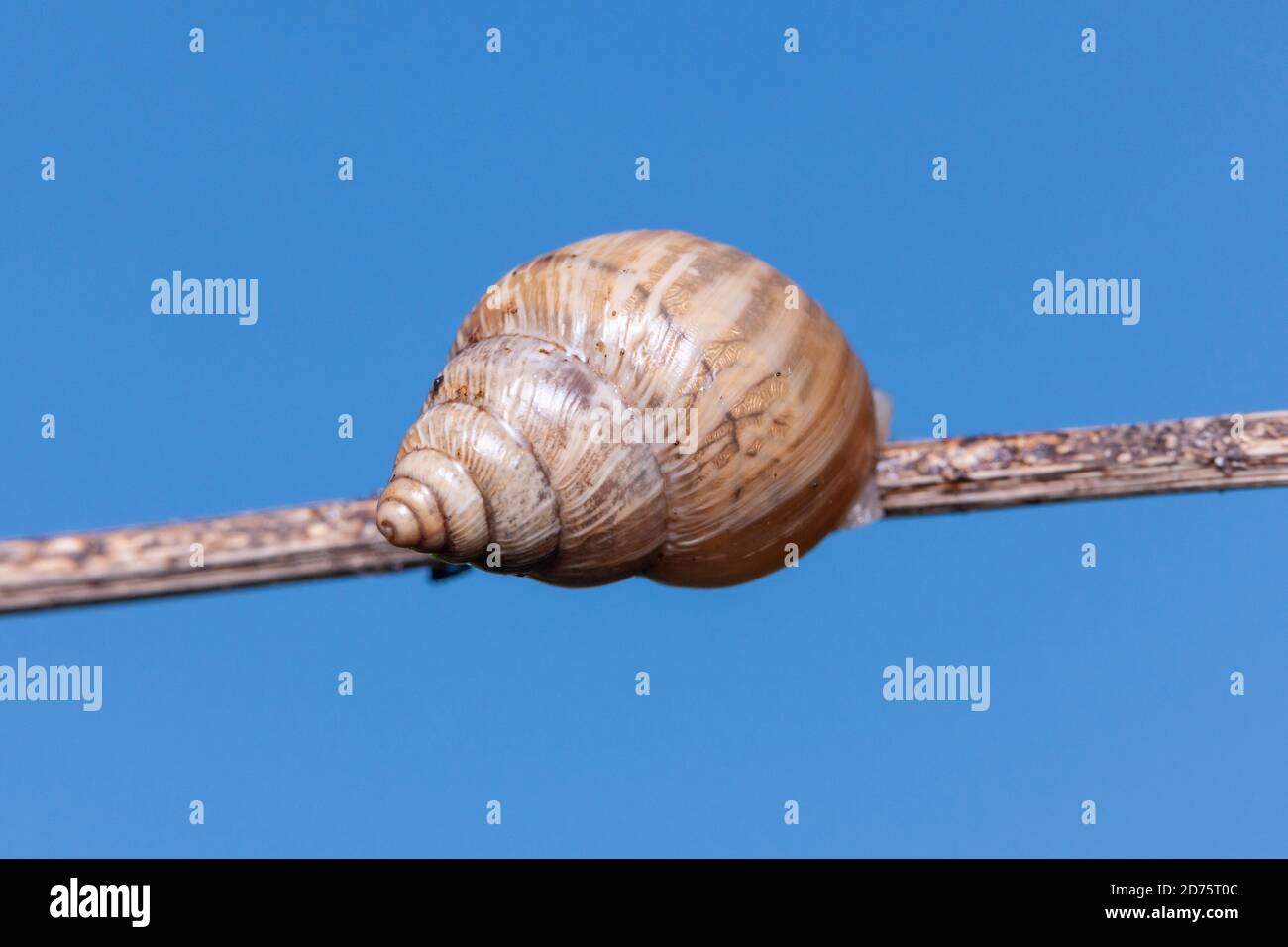 Helicinan Snail (Rabdotus sp.) Stock Photo