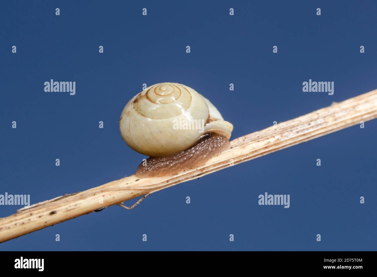Globular Drop Snail (Helicina orbiculata) Stock Photo
