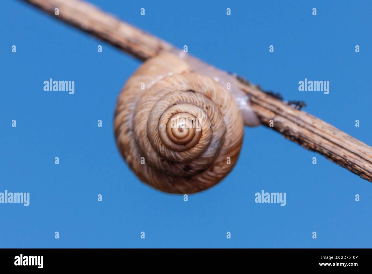 Helicinan Snail (Rabdotus sp.) Stock Photo