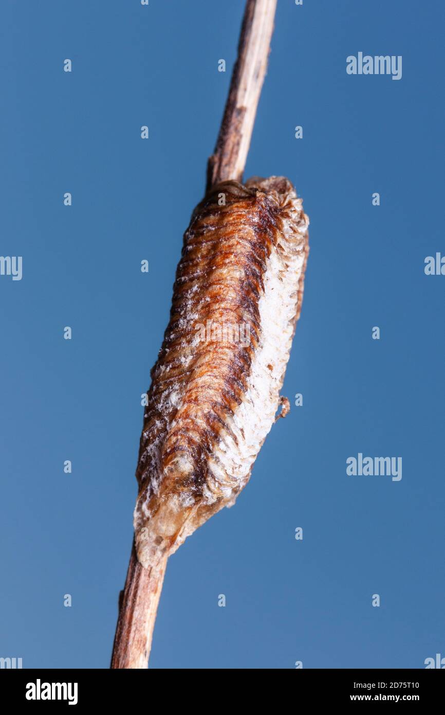 Carolina Mantis (Stagmomantis carolina) Ootheca Stock Photo Alamy