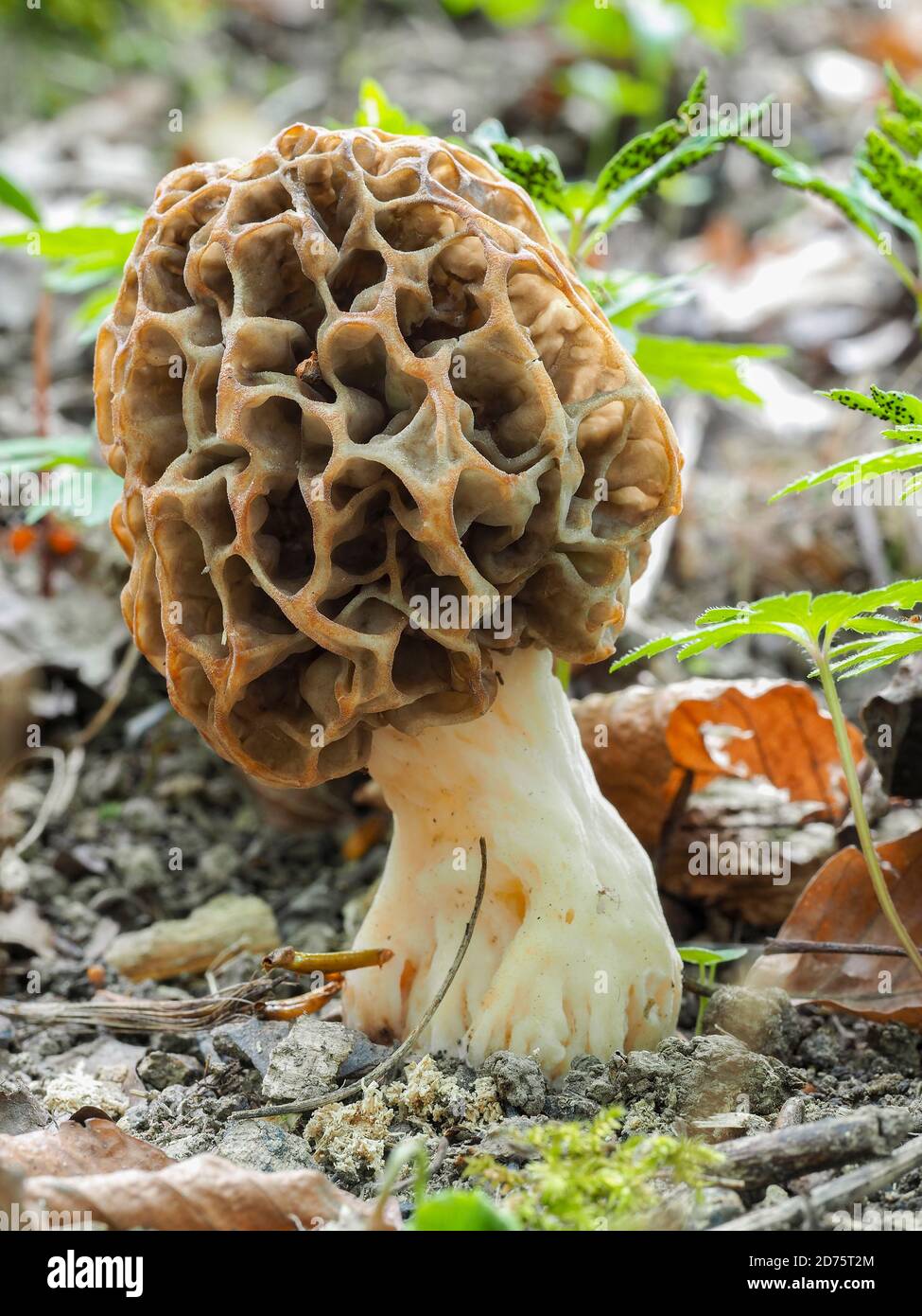 The Yellow Morel (Morchella esculenta) is an edible mushroom , stacked