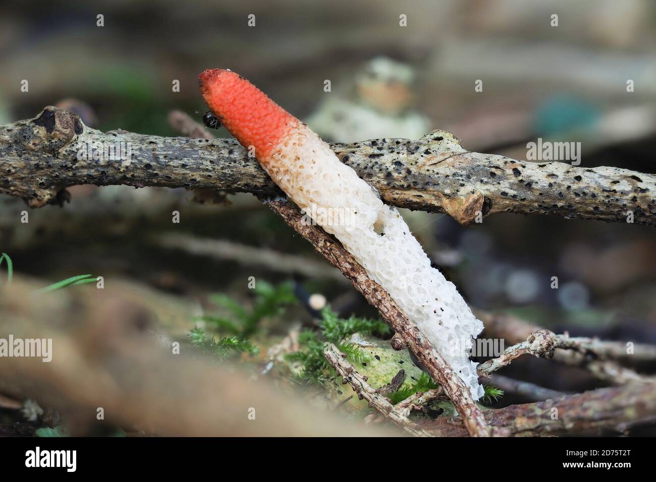 The Dog Stinkhorn (Mutinus caninus) is an inedible mushroom , stacked macro photo Stock Photo