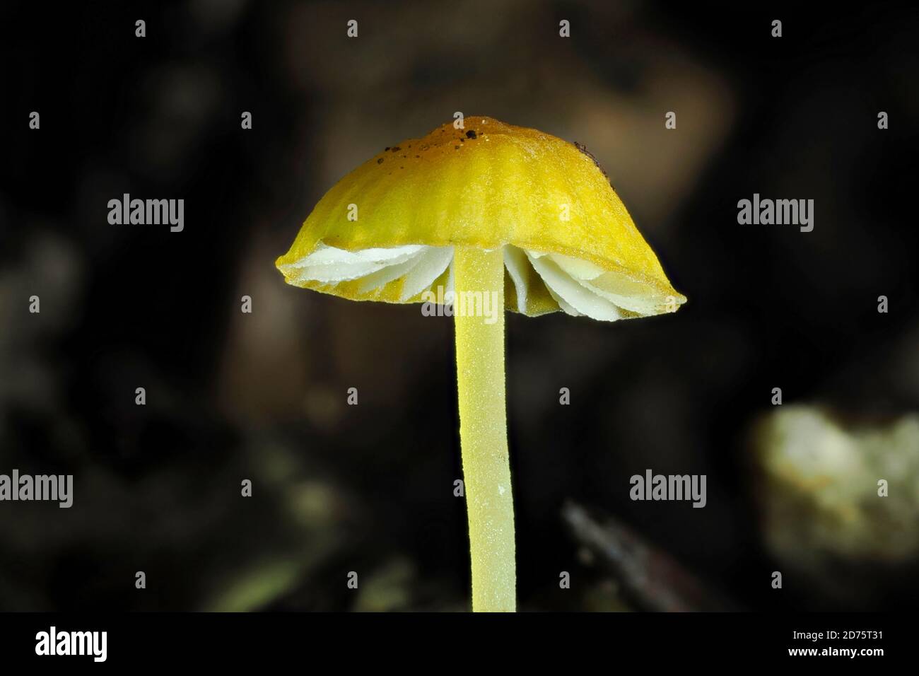 The Orange Bonnet (Mycena acicula) is an inedible mushroom , stacked macro photo Stock Photo