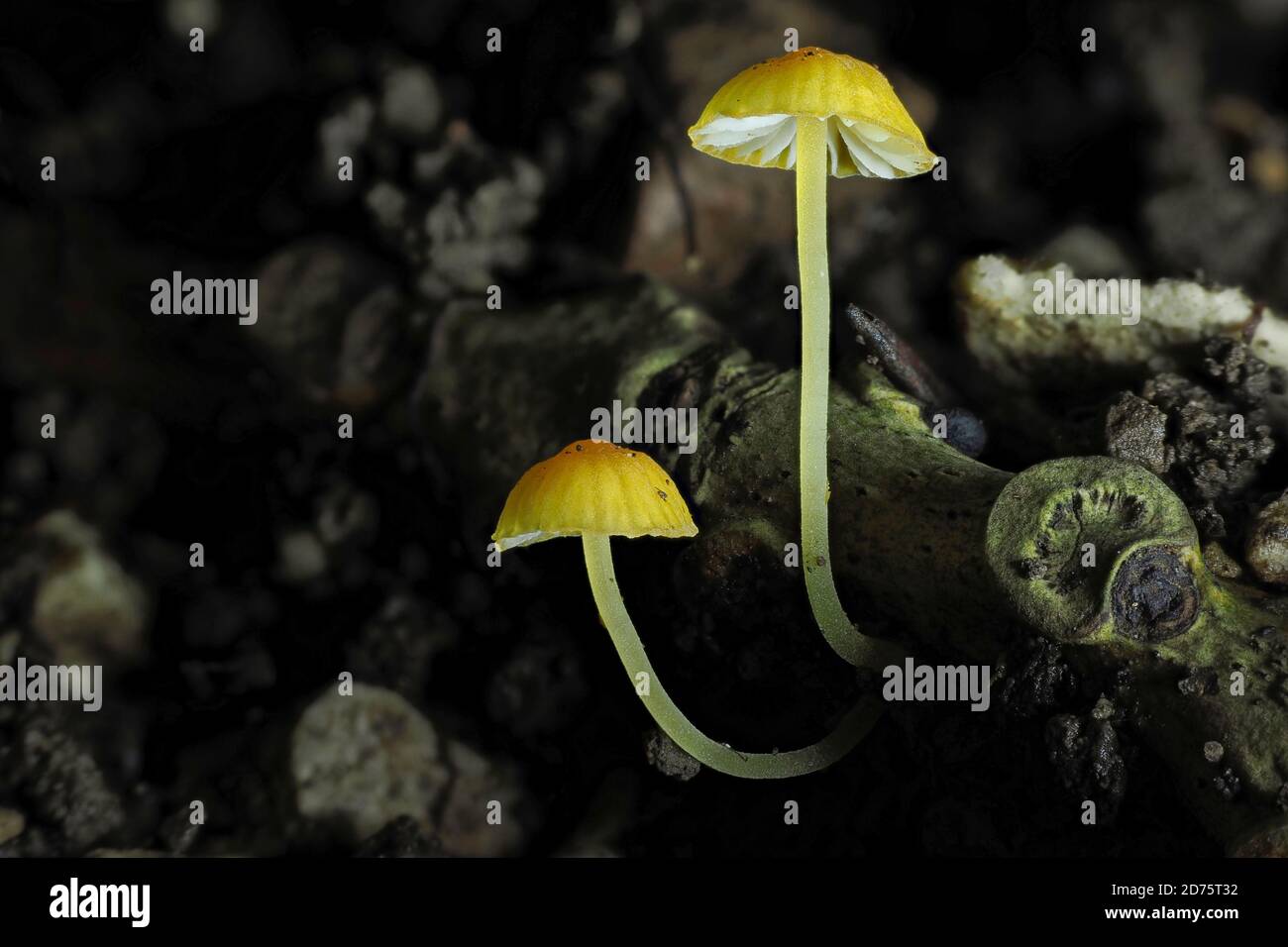 The Orange Bonnet (Mycena acicula) is an inedible mushroom , stacked macro photo Stock Photo