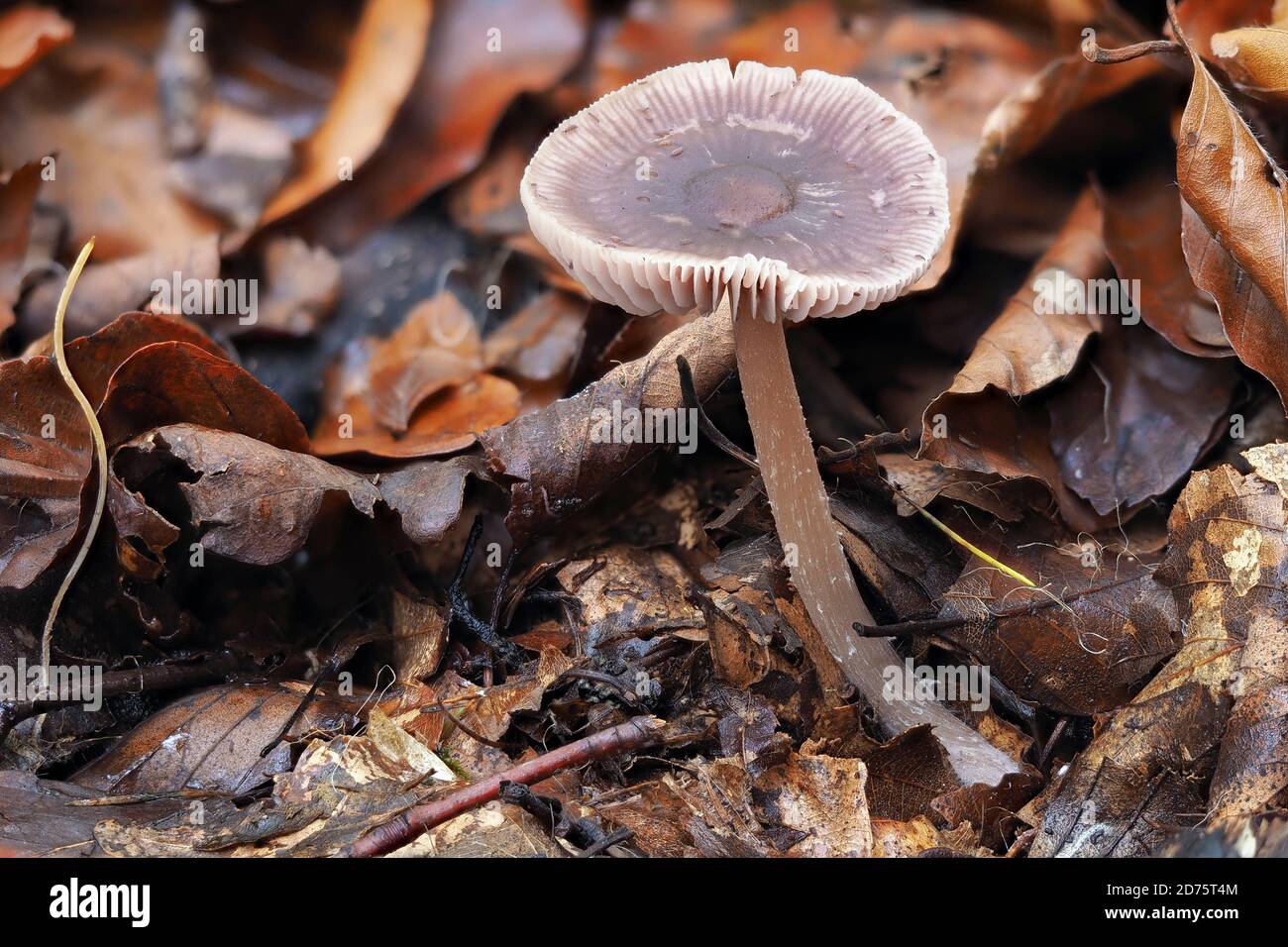 Rattikhatta hires stock photography and images Alamy