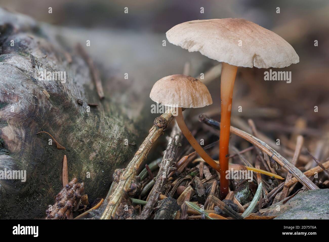The Garlic Fungus (Mycetinis scorodonius) is an edible mushroom , stacked macro photo Stock Photo