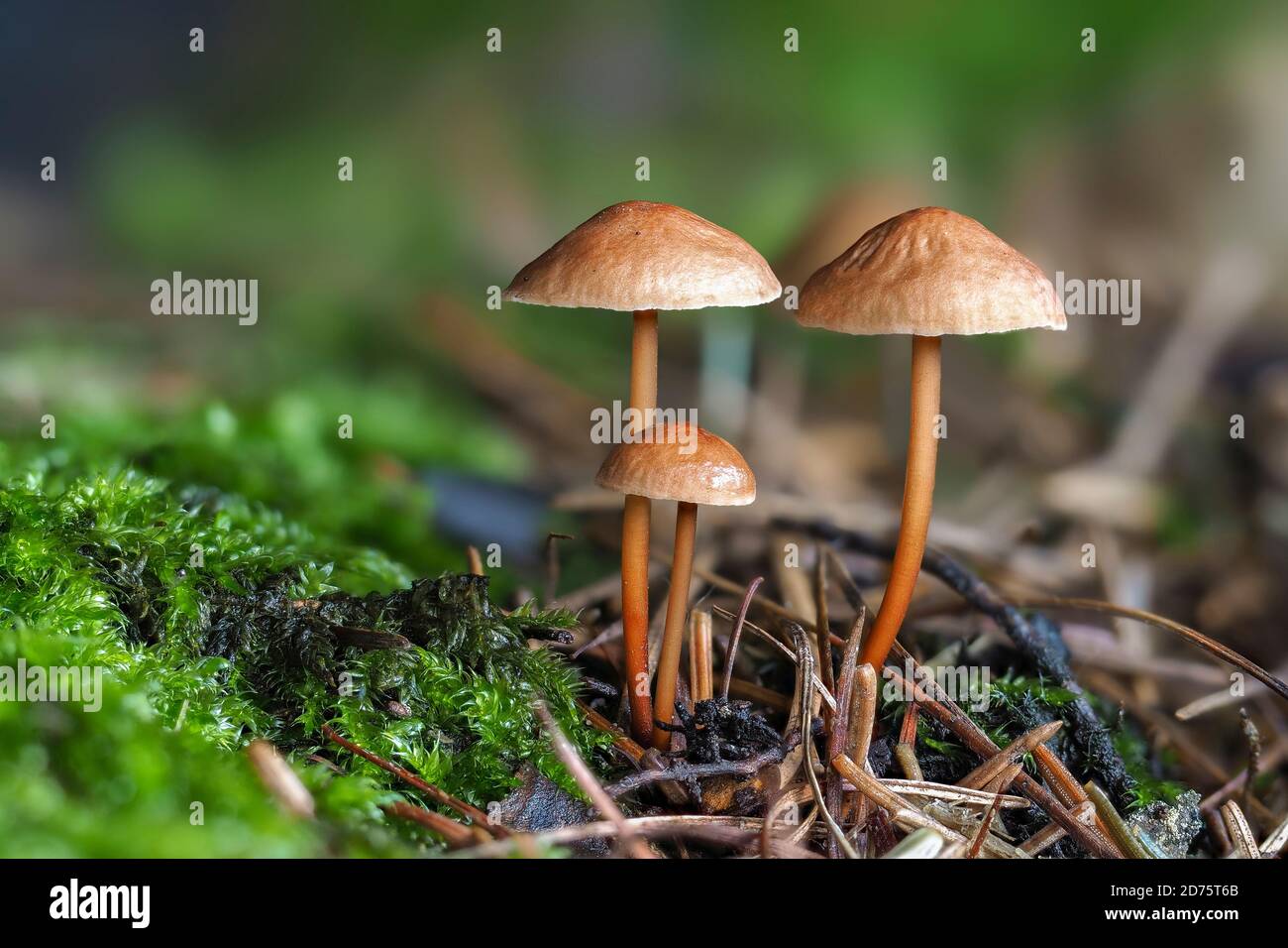 The Garlic Fungus (Mycetinis scorodonius) is an edible mushroom , stacked macro photo Stock Photo