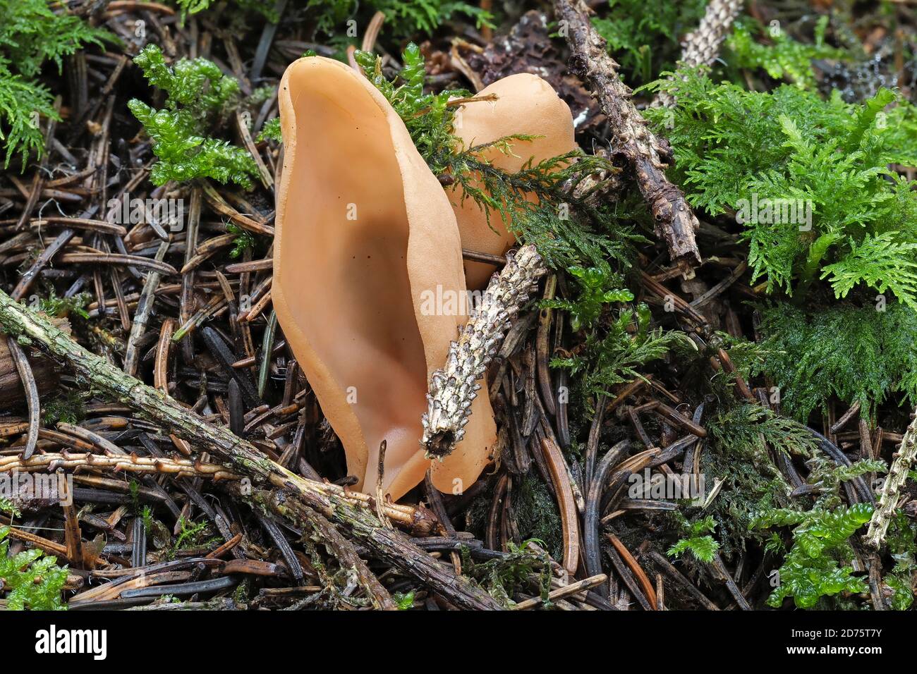 The Hares Ear (Otidea onotica) is an edible mushroom , stacked macro photo Stock Photo