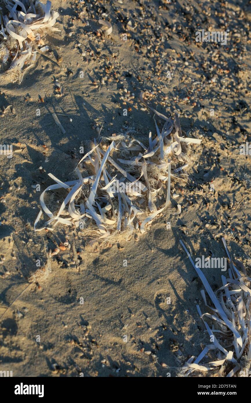Dead sea weed in crete island summer modern high quality print Stock Photo