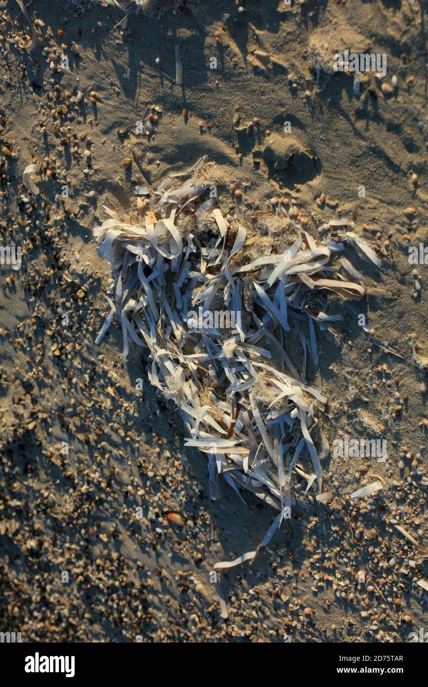 Dead sea weed in crete island summer modern high quality print Stock Photo