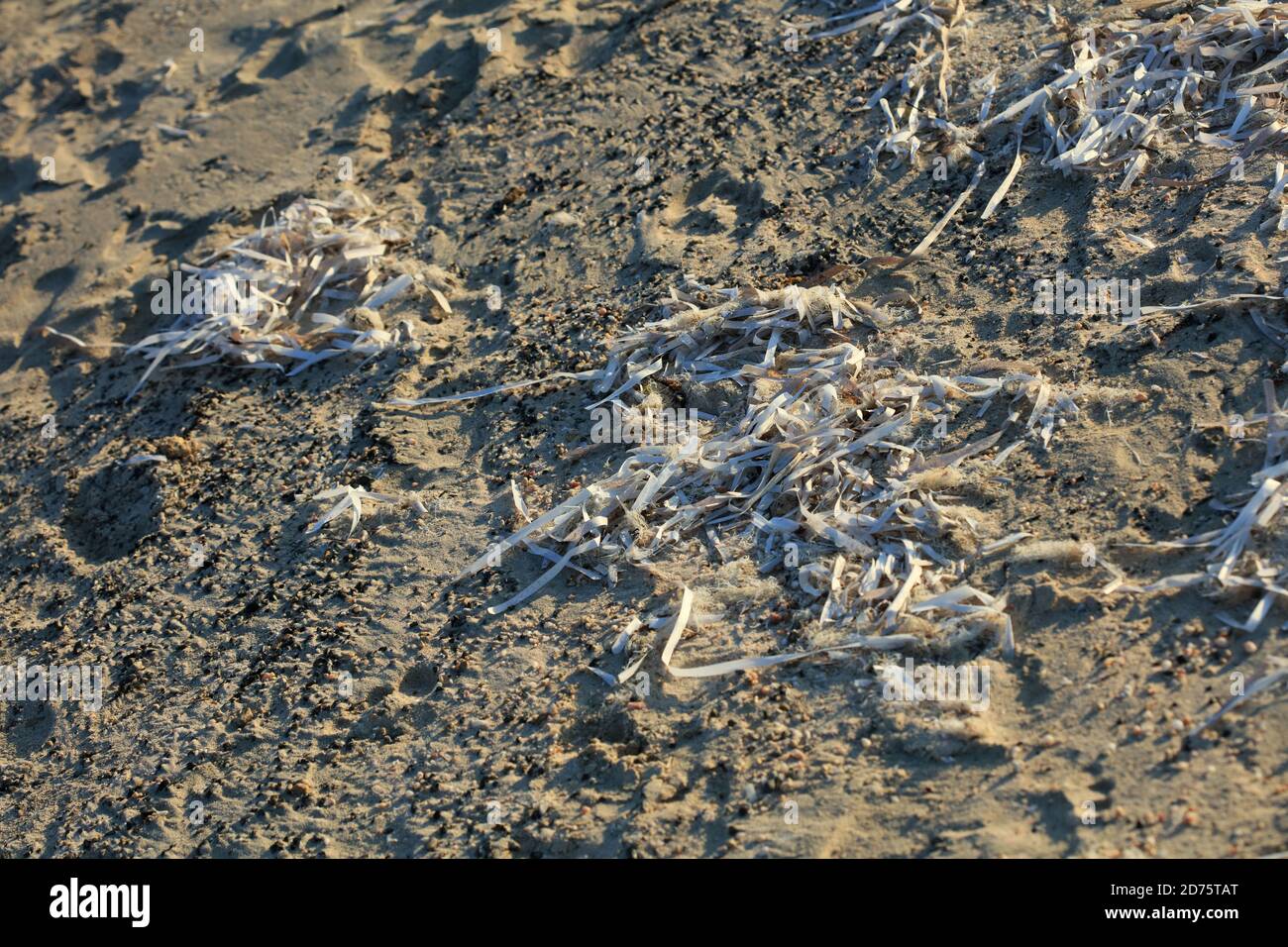 Dead sea weed in crete island summer modern high quality print Stock Photo