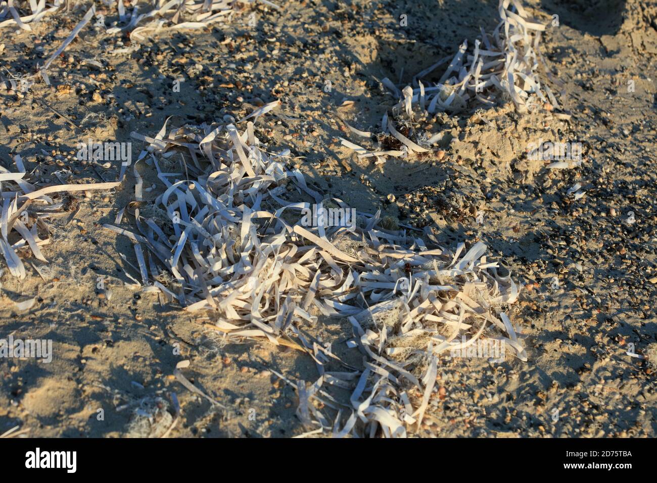 Dead sea weed in crete island summer modern high quality print Stock Photo