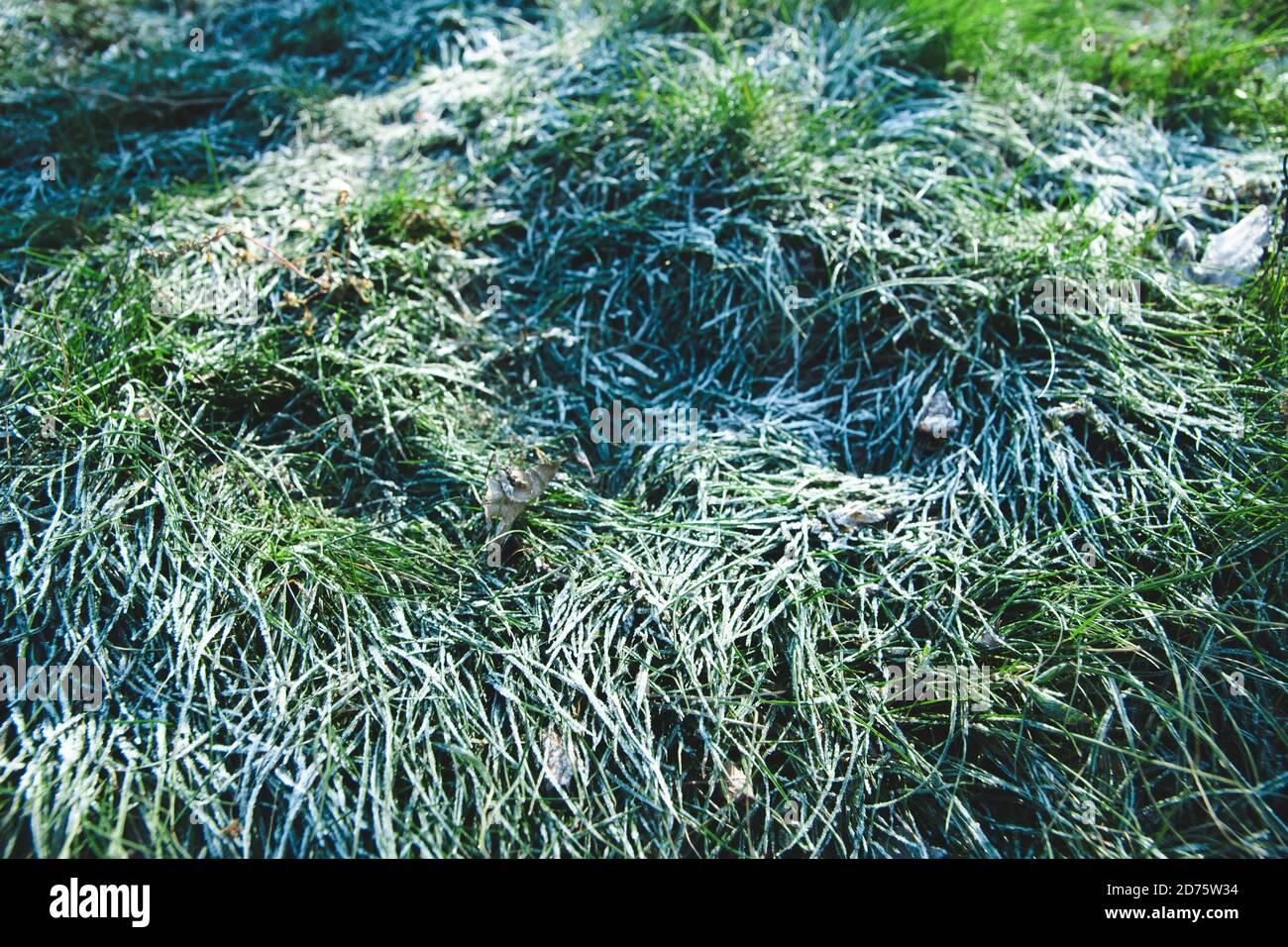 Frozen green grass on autumn time. Early frosts concept Stock Photo - Alamy