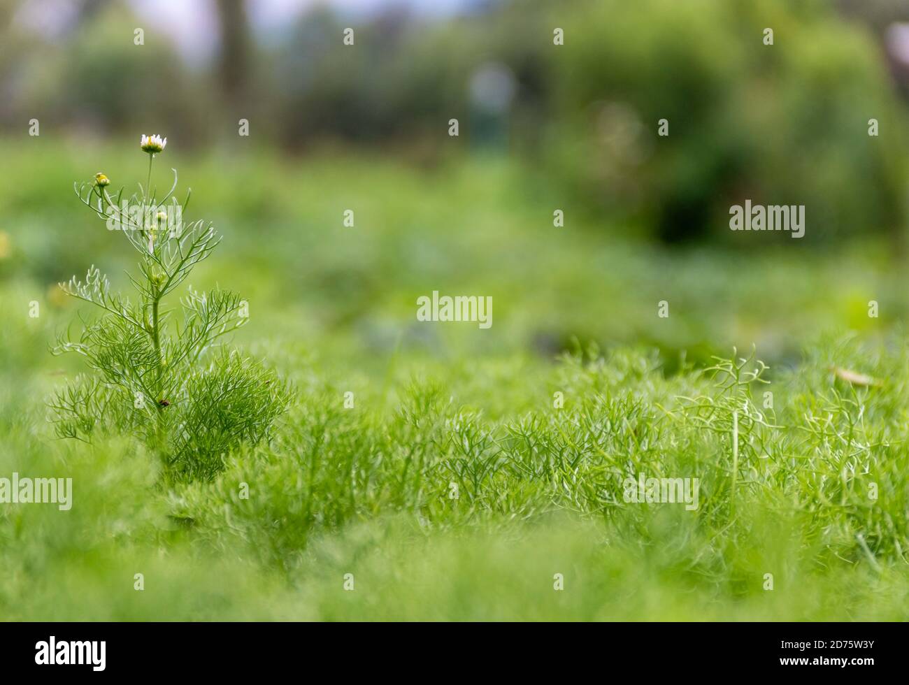 Beautiful shot chamomile field hi-res stock photography and images - Alamy