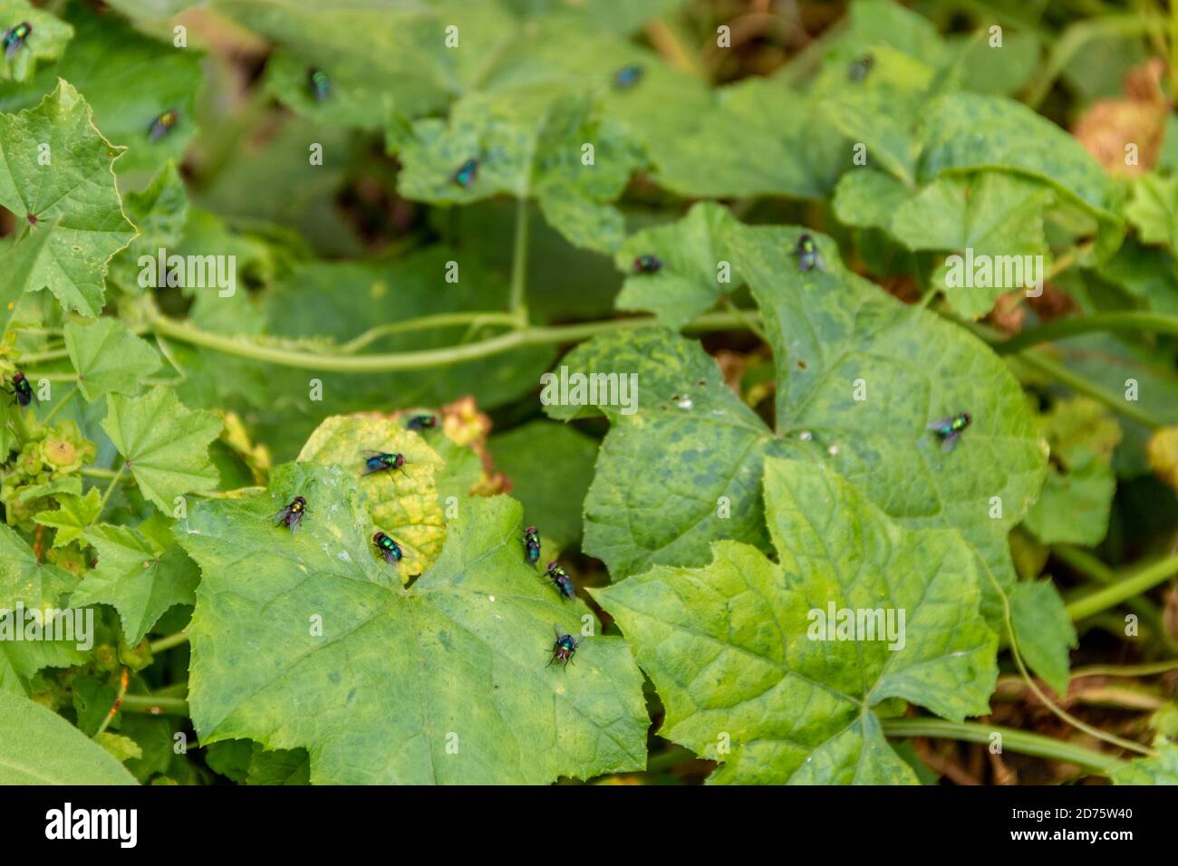 Size plan of flies plague on leaves of cultivated plants for human consumption. Insects Stock Photo