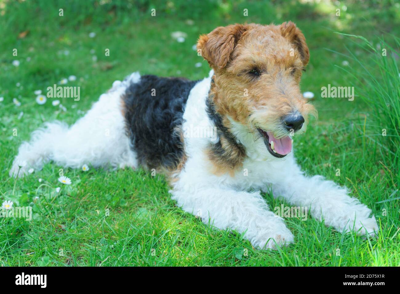 white haired fox terrier