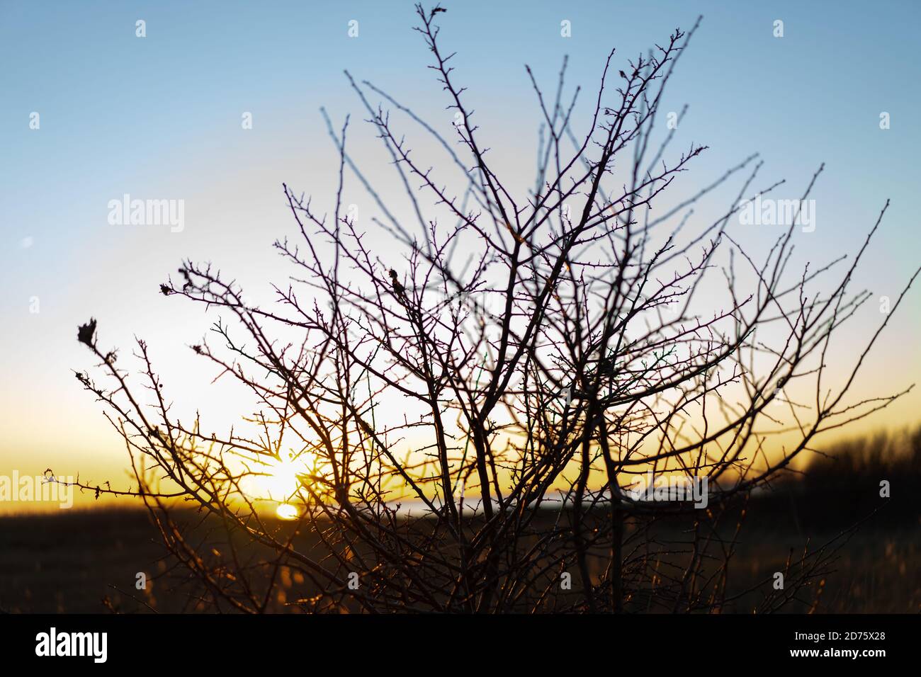 Winter sun shinning through the tree. Stock Photo