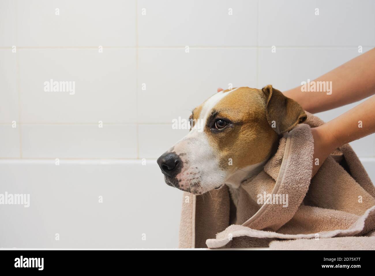 Cleaning the dog in bathroom. Taking care and hygiene of pets, human