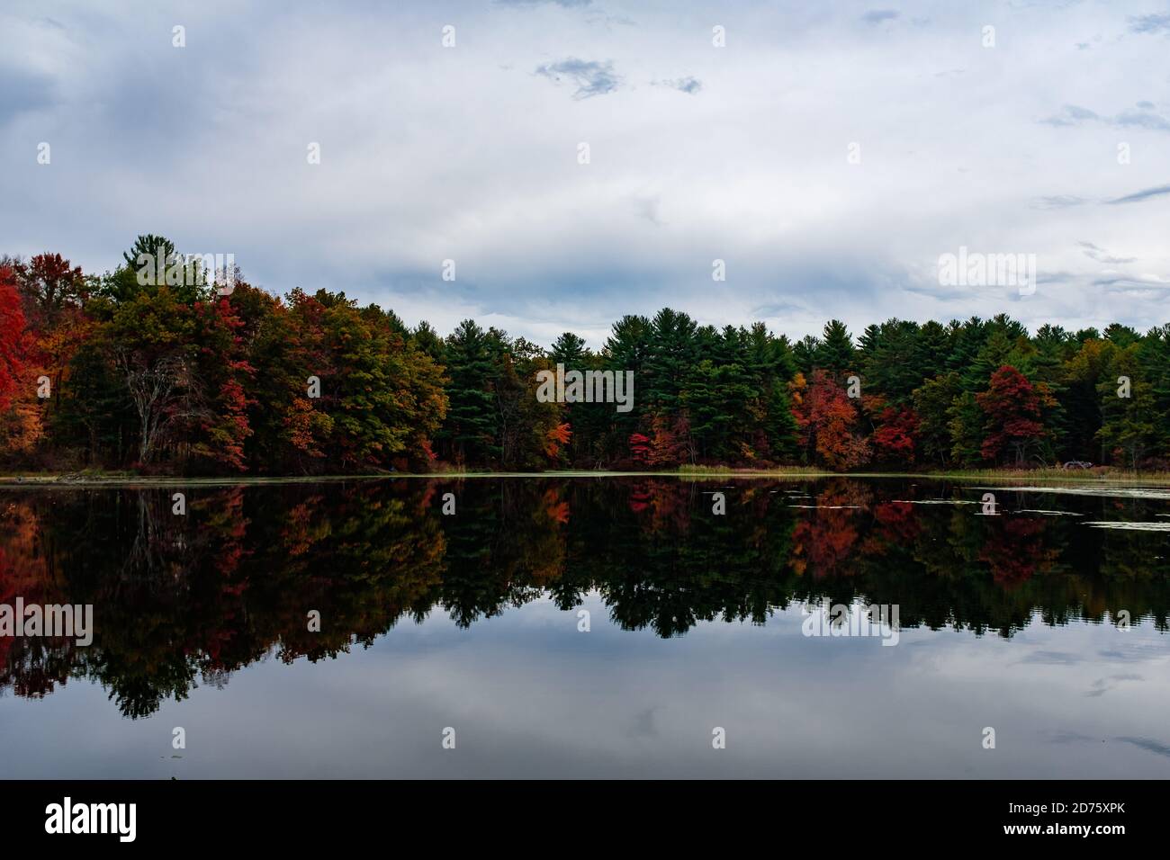 Trees reflecting into a pond hi-res stock photography and images - Alamy