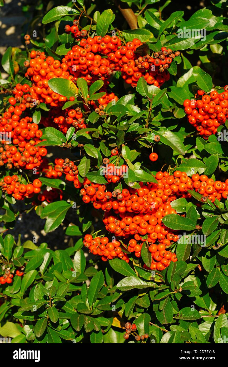Pyracantha (firethorn) branch with red berry pomes Stock Photo