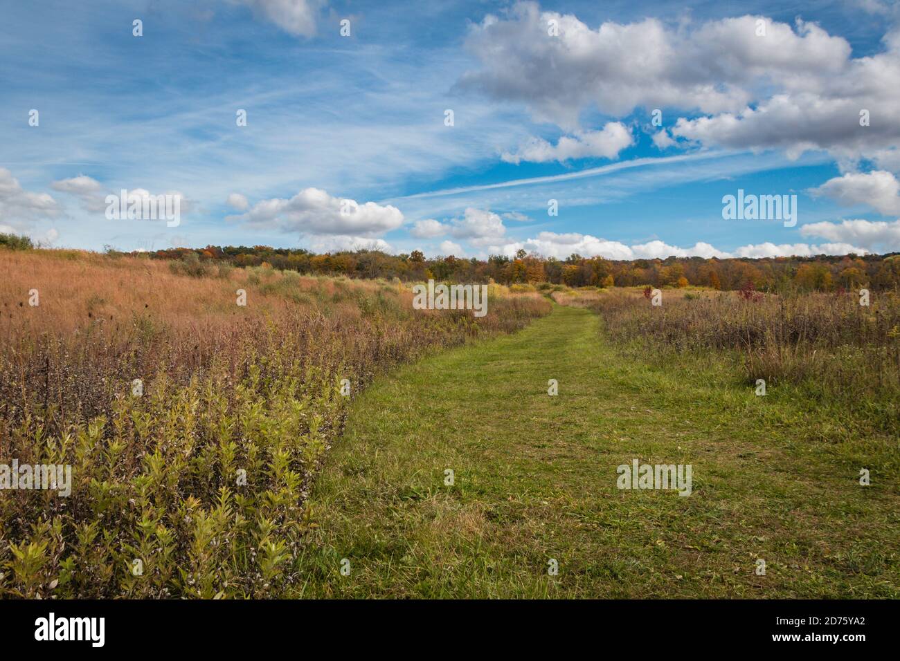 Meadow in Autumn on a delightful sunny day at Wallkill River National Wildlife Refuge, NJ Stock