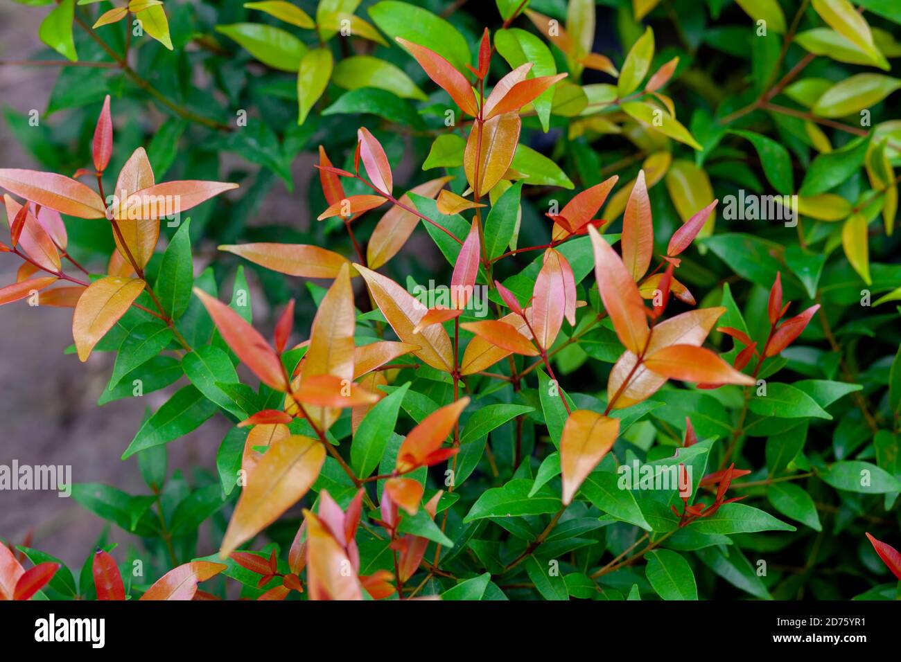 Colorful Red Orange and Green leaf background. Tropical colorful fresh