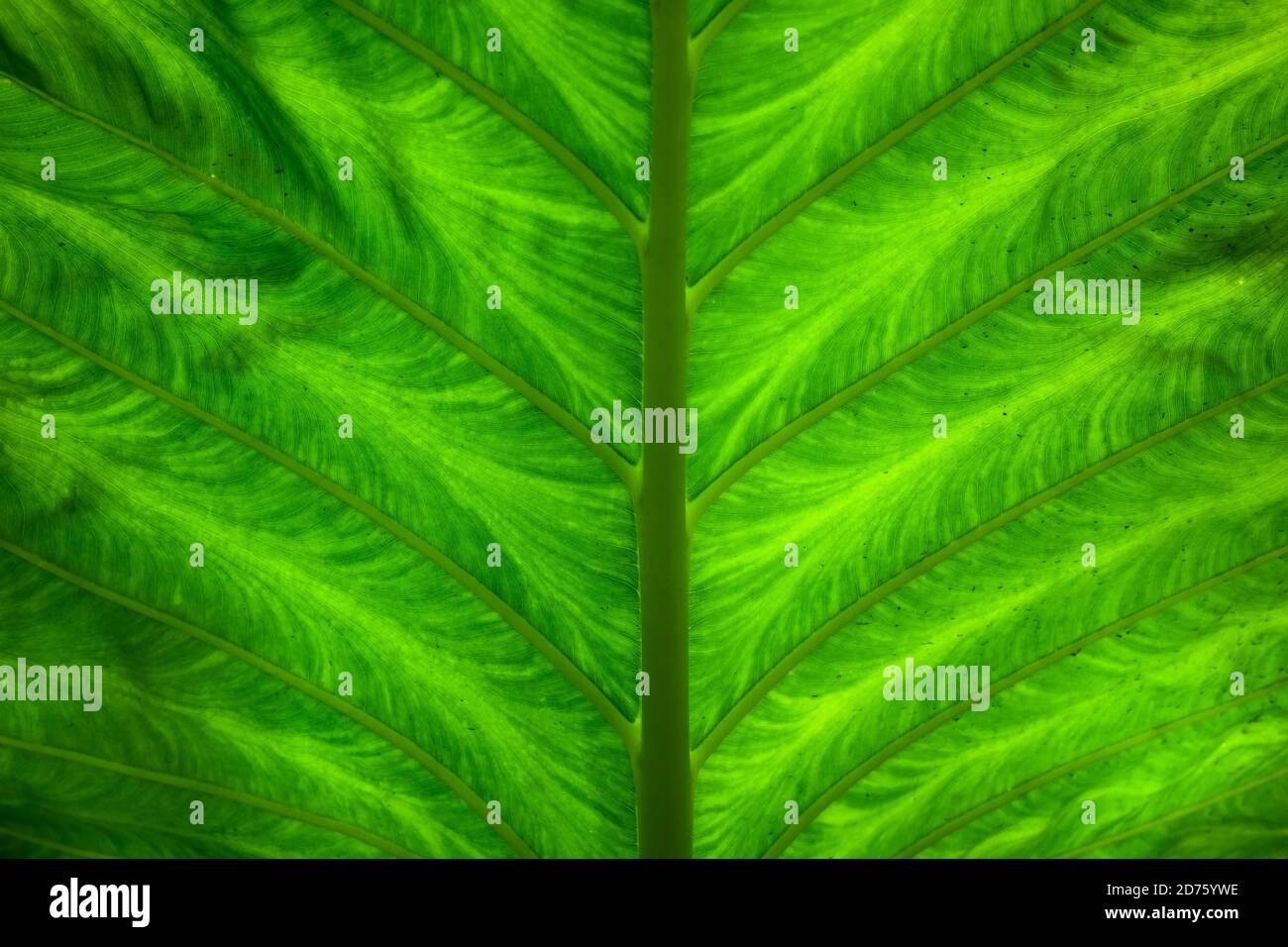 A fresh green leaf in close up details view. Juicy leaf evergreen ...