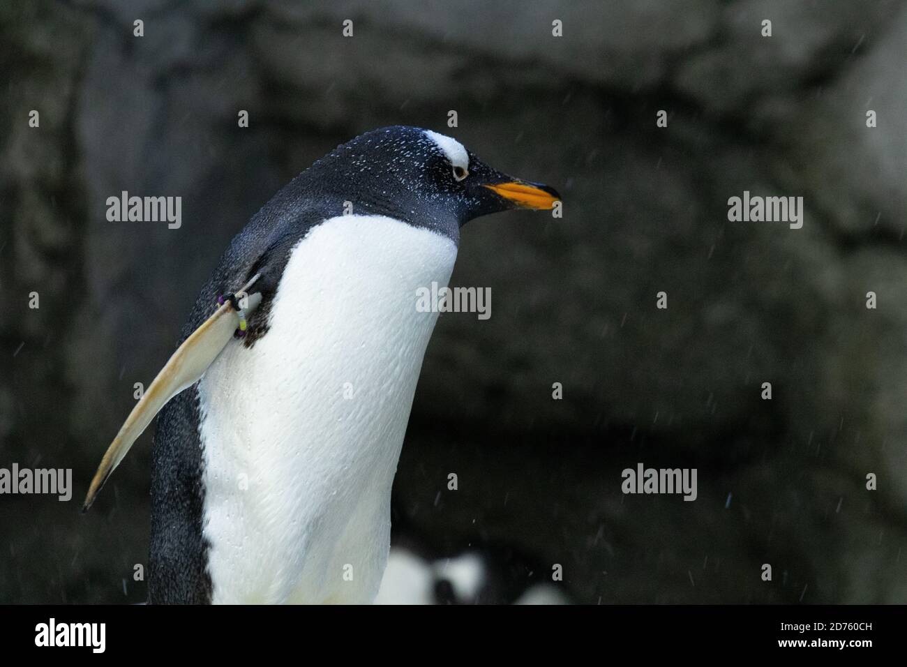 Penguin, Flightless Bird Stock Photo Alamy