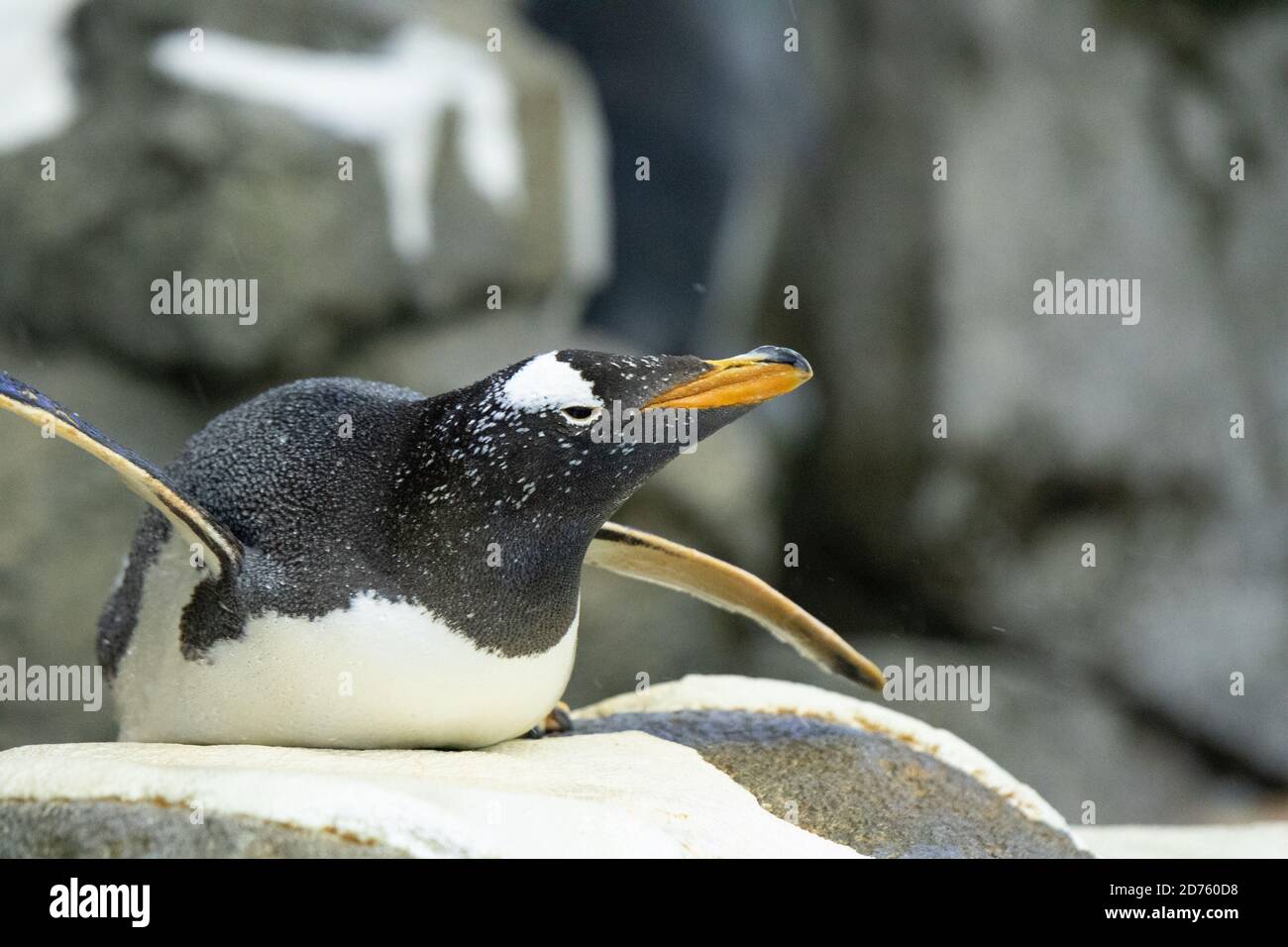 Penguin, Flightless Bird Stock Photo Alamy