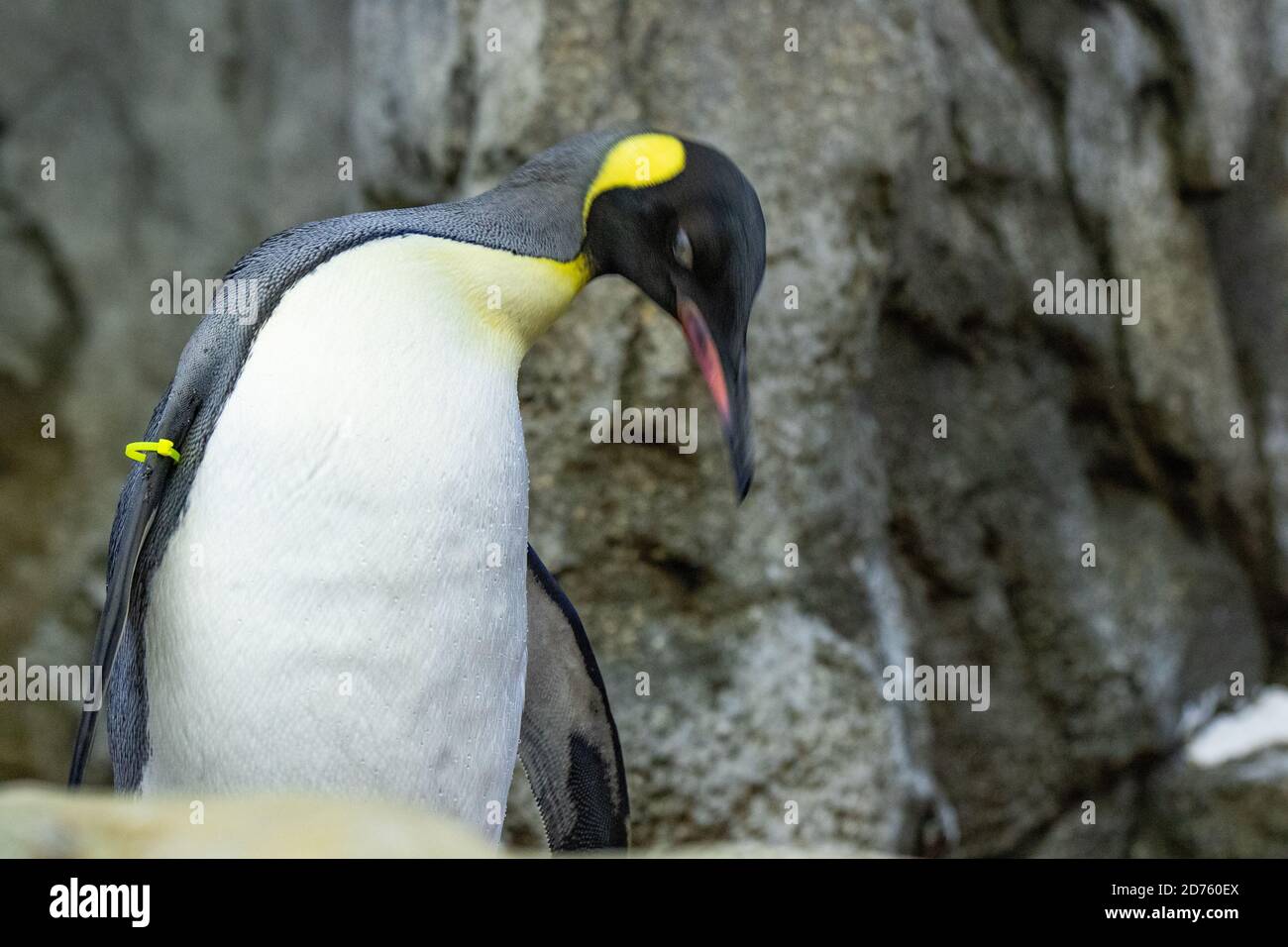 Penguin, Flightless Bird Stock Photo Alamy