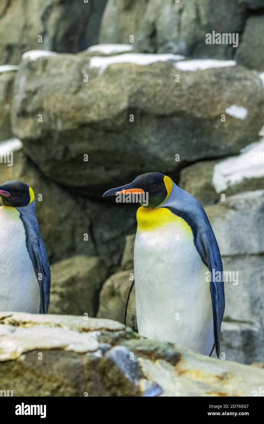 Penguin, Flightless Bird Stock Photo