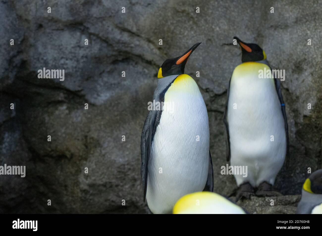 Penguin, Flightless Bird Stock Photo
