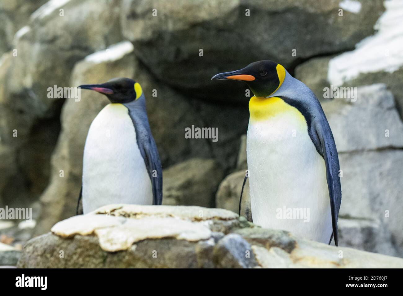 Penguin, Flightless Bird Stock Photo Alamy