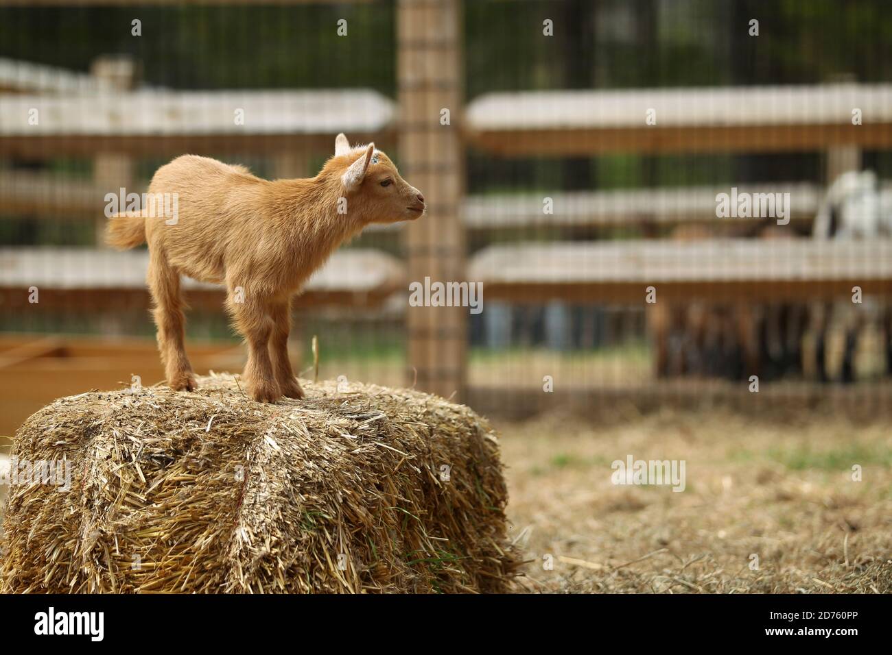Lovely Baby Goat Stands on Hay on Farm, New England, US Stock Photo