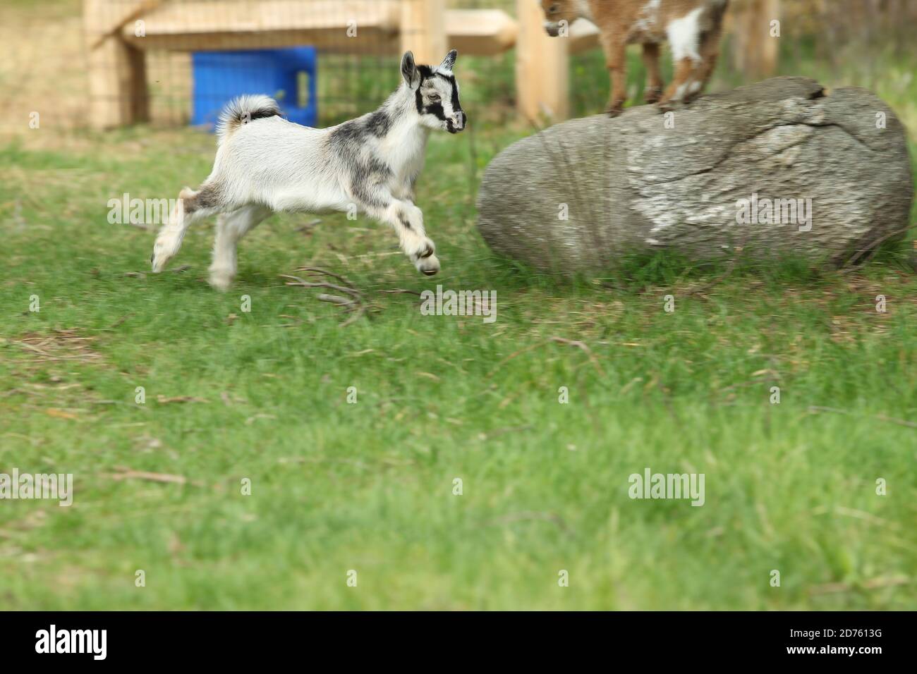 Lovely striped baby goat running on grass at farm Stock Photo