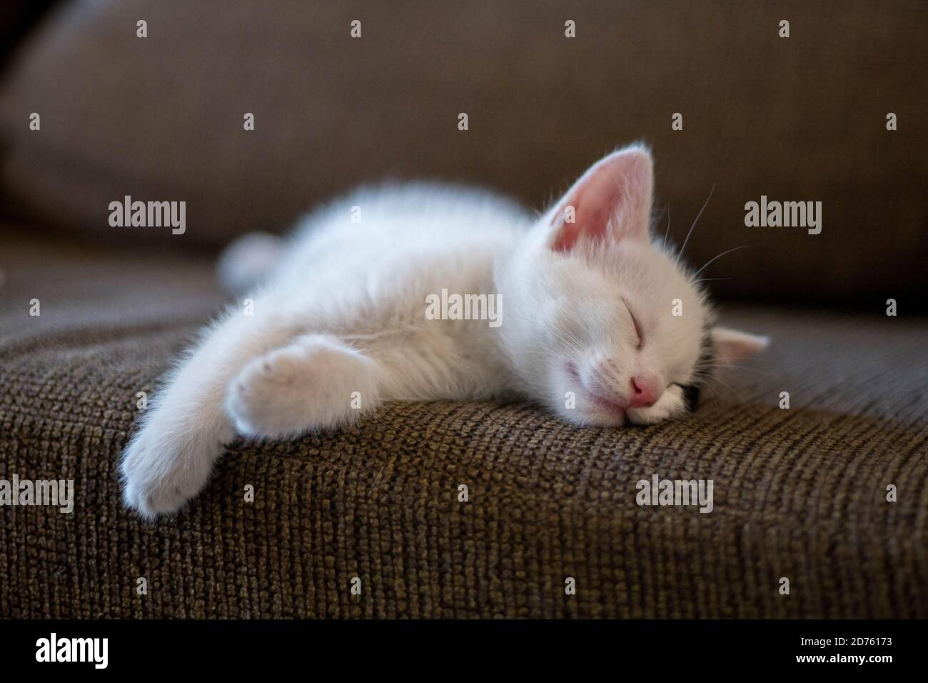 Adorable kitten sleeping on a sofa Stock Photo Alamy