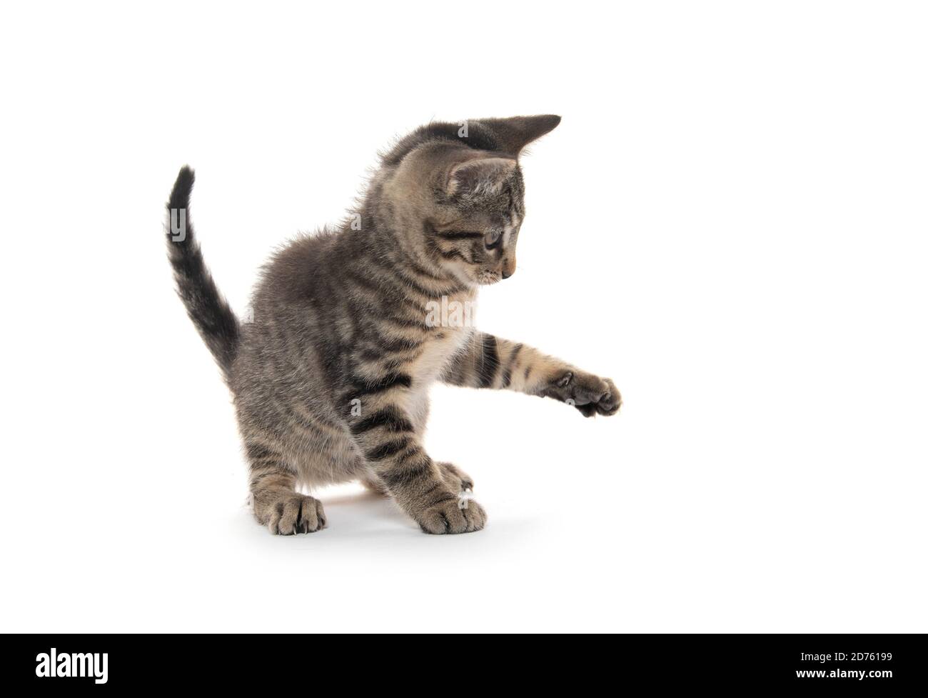 Cute tabby kitten playing isolated on white background Stock Photo - Alamy