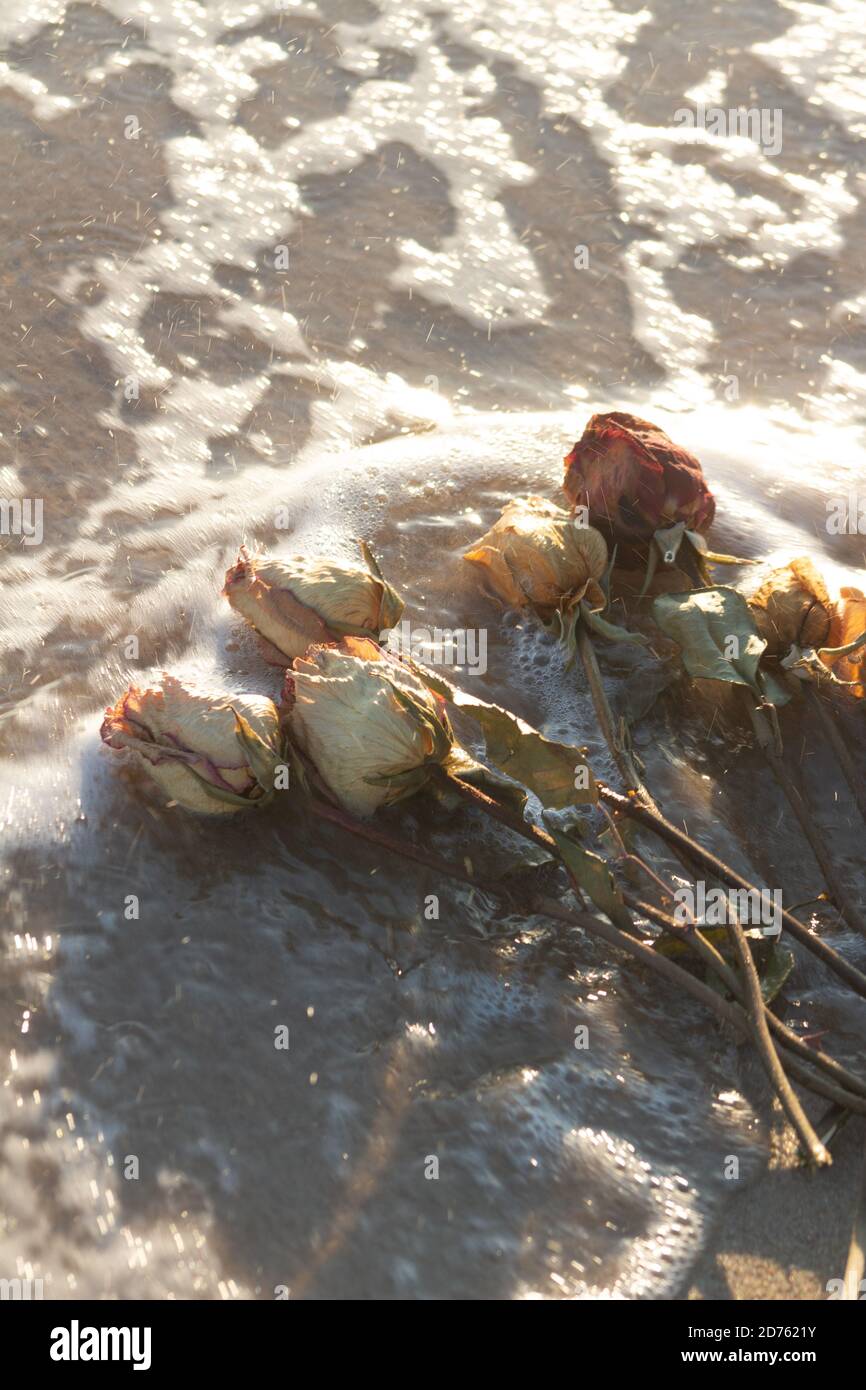 Vertical shot of dried roses on a beach surrounded by the sea under the sunlight Stock Photo