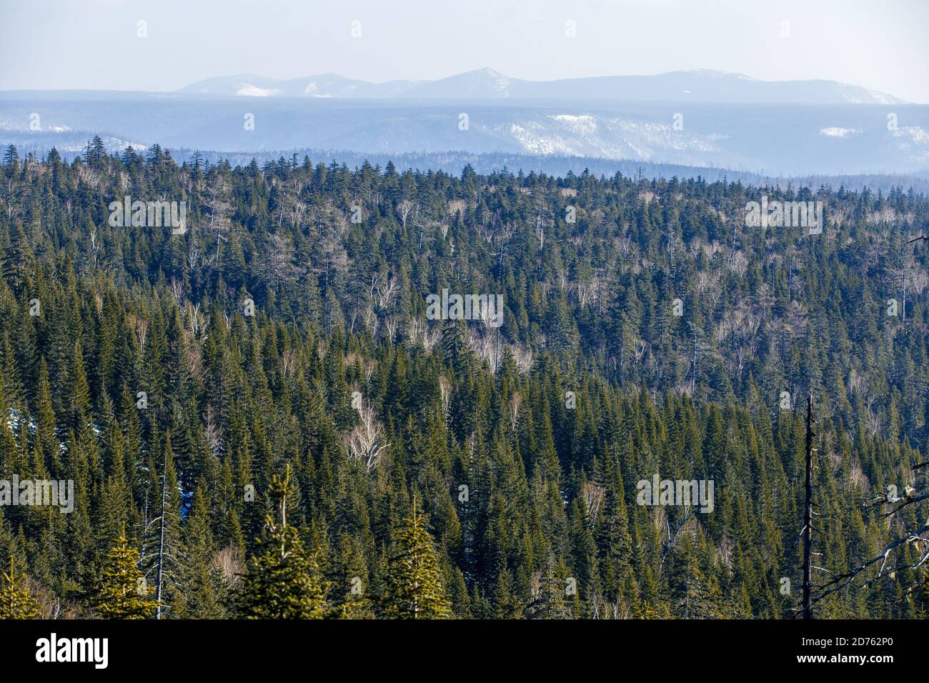 The tops of coniferous trees recede into the distance in the winter season. Stock Photo