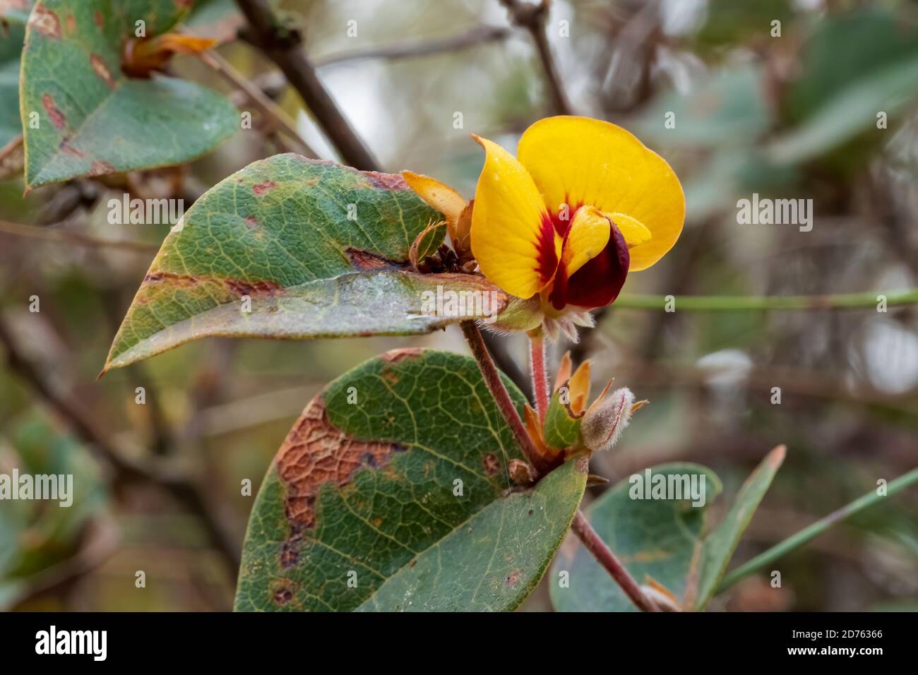 The Hill Flat-pea (Platylobium montanum) is a small to medium sized shrub with paired ovate leaves and yellow/red pea flower Stock Photo