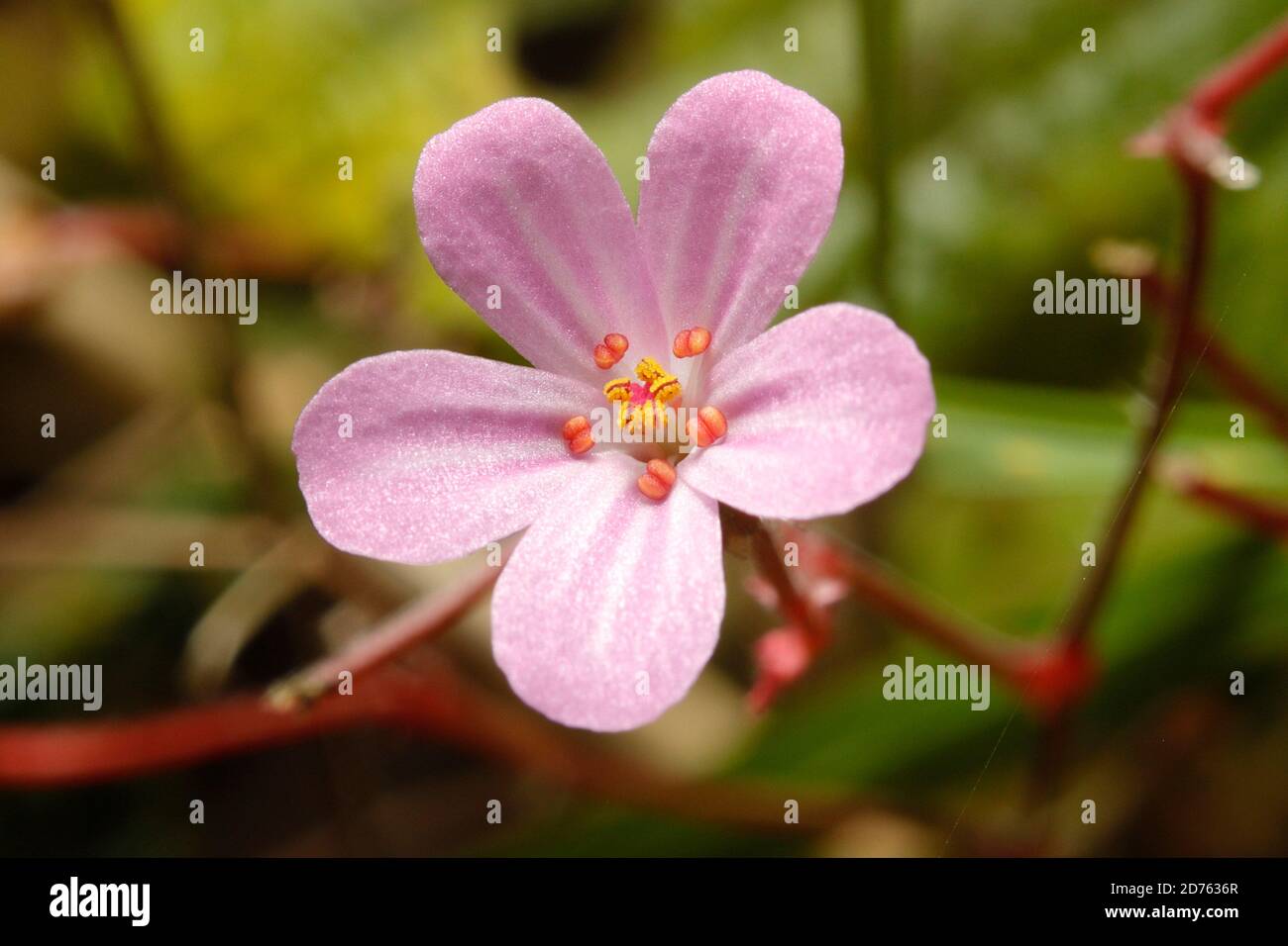 Photographing herb robert hires stock photography and images Alamy