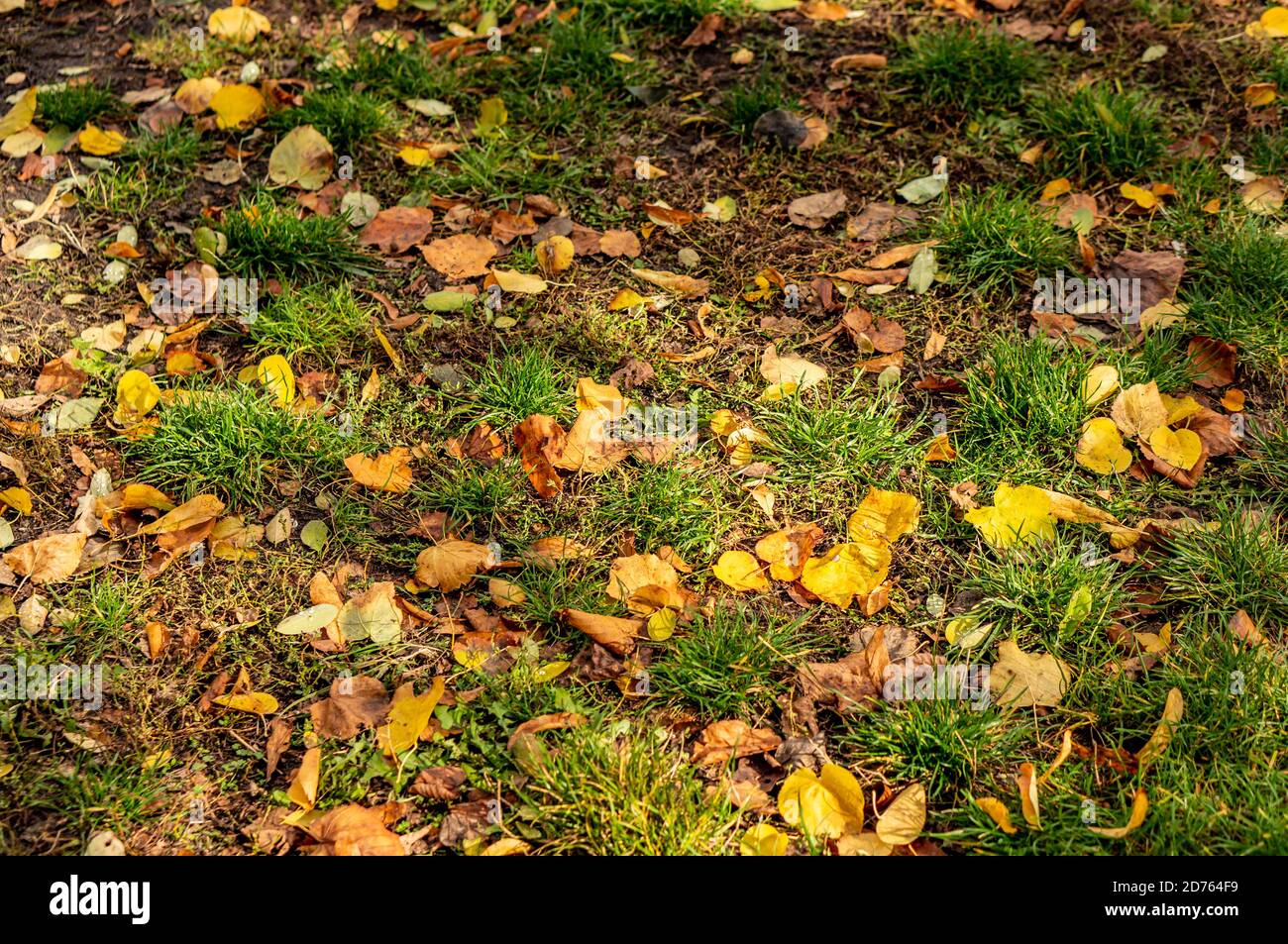 Top view of autumn fallen leaves on a grassy ground Stock Photo - Alamy