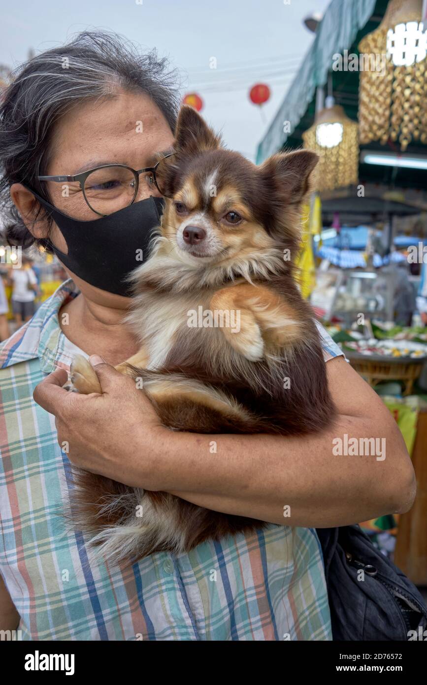 Langhaar Chihuahua. Woman carrying her pet miniature dog outdoor. Thailand Southeast Asia Stock Photo